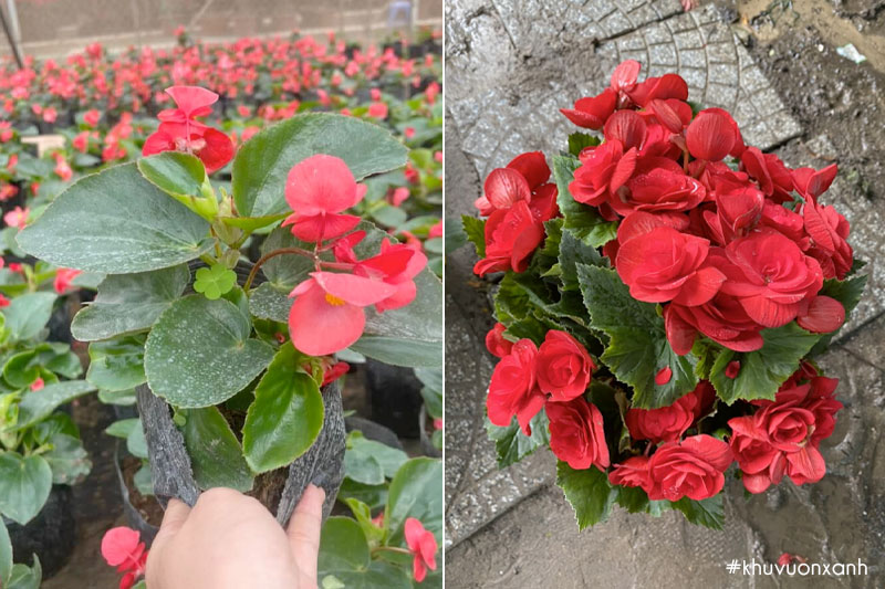 Thu hải đường hoa đơn và kép