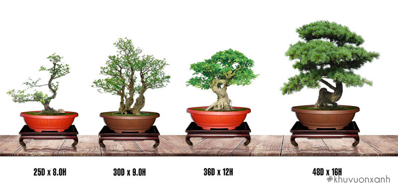 Sử dụng chậu nhựa bonsai cho cây cảnh, hoa cảnh