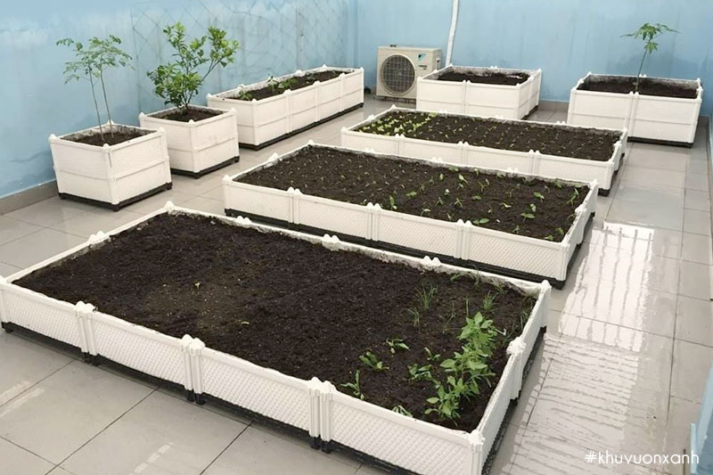Chậu trồng rau có đa dạng kích thước và kiểu dáng