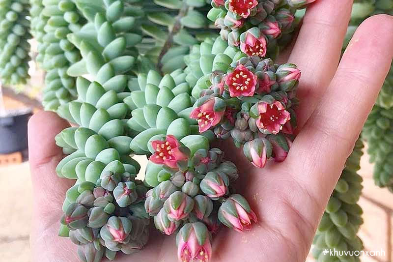 Hoa cây sen đá chuỗi ngọc bi ra hoa