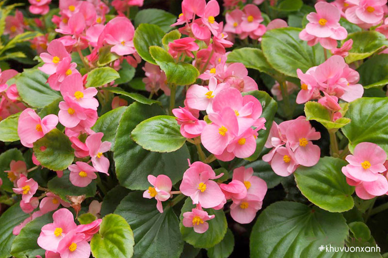 Hoa thu hải đường thường nở rộ rất đẹp vào mùa xuân