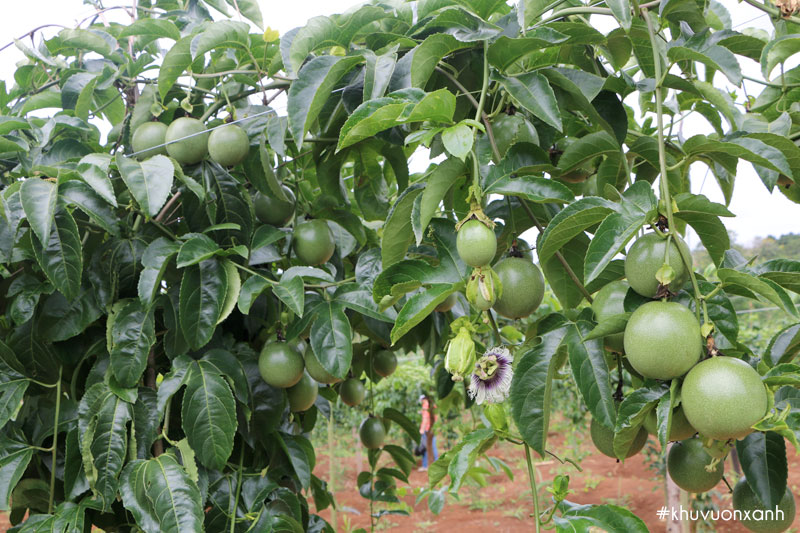 Mô hình trồng chanh dây hữu cơ đem lại năng suất, hiệu quả cao