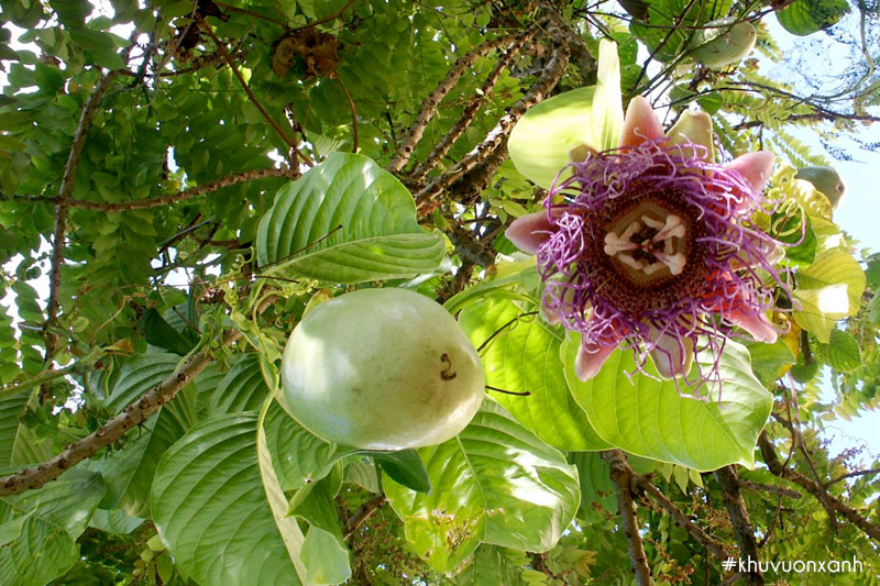 Chanh dây khổng lồ - Giant passion fruit