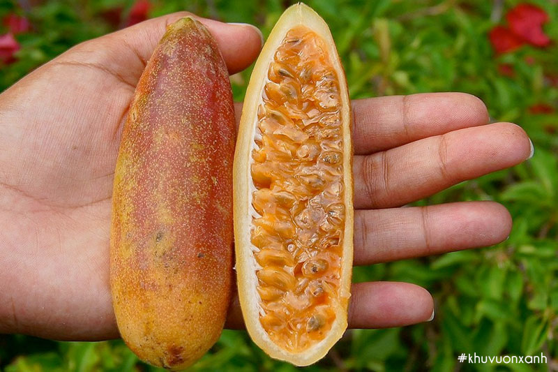 Chanh leo chuối (Passiflora tripartita) độc lạ