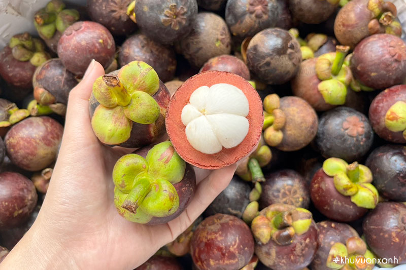 Măng cụt Thái Lan