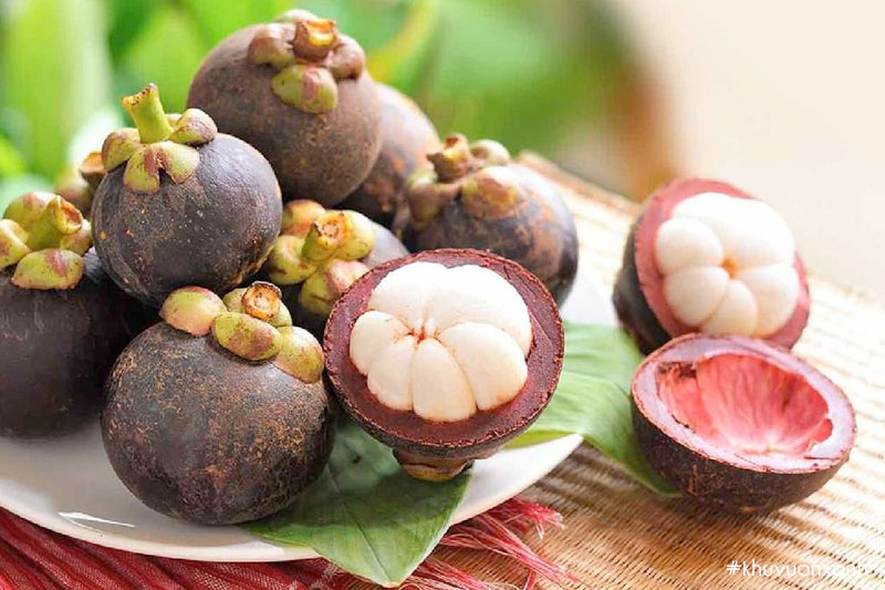 Măng cụt Thái Liêu, Bình Dương có hình dáng tròn và bầu hơn Măng cụt Thái