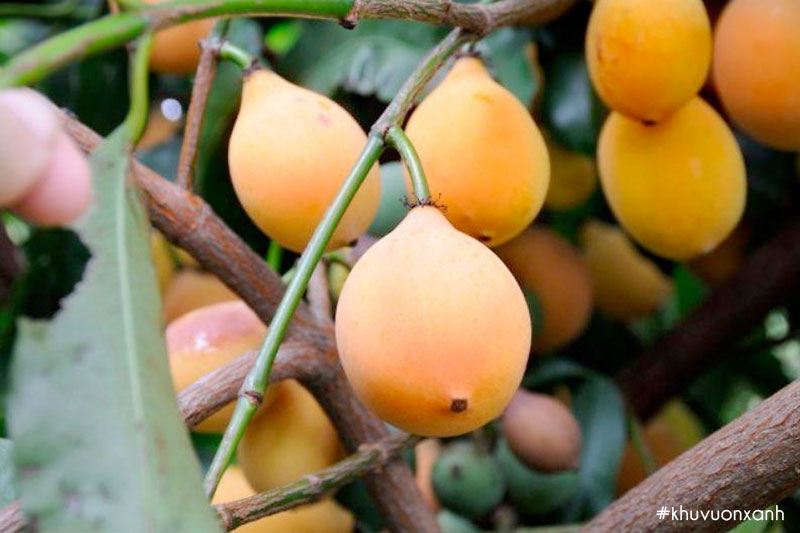 Măng cụt vàng được nhập khẩu cây giống thuần chủng F1 từ Đài Loan