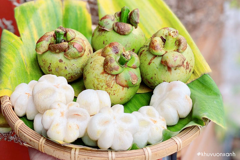 Quả Măng cụt xanh được dùng làm gỏi gà măng cụt