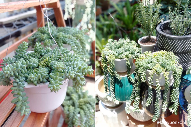 Sen đá chuỗi ngọc trồng trang trí, thanh lọc không khí