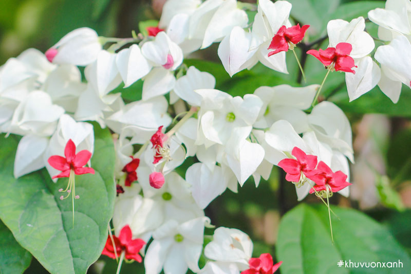 Hoa ngọc nữ đại diện cho vẻ đẹp thiếu nữ mới lớn