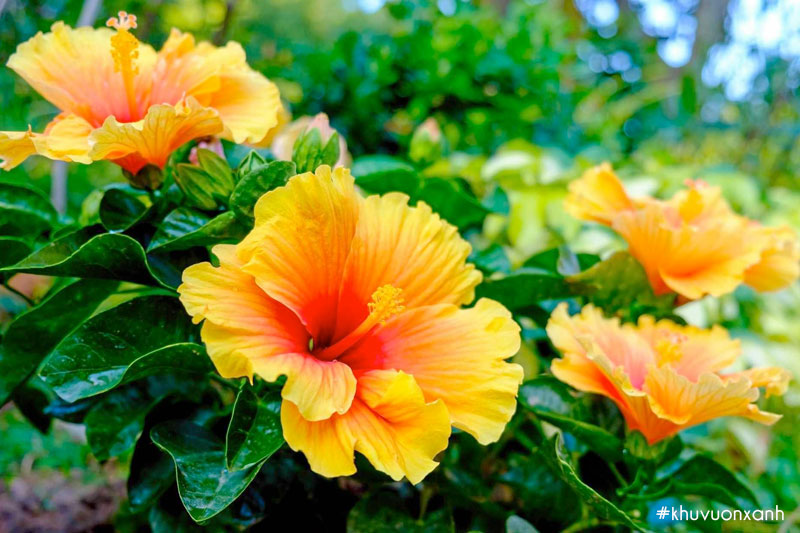 Hoa râm bụt mang lại sự an lành và hạnh phúc cho gia chủ