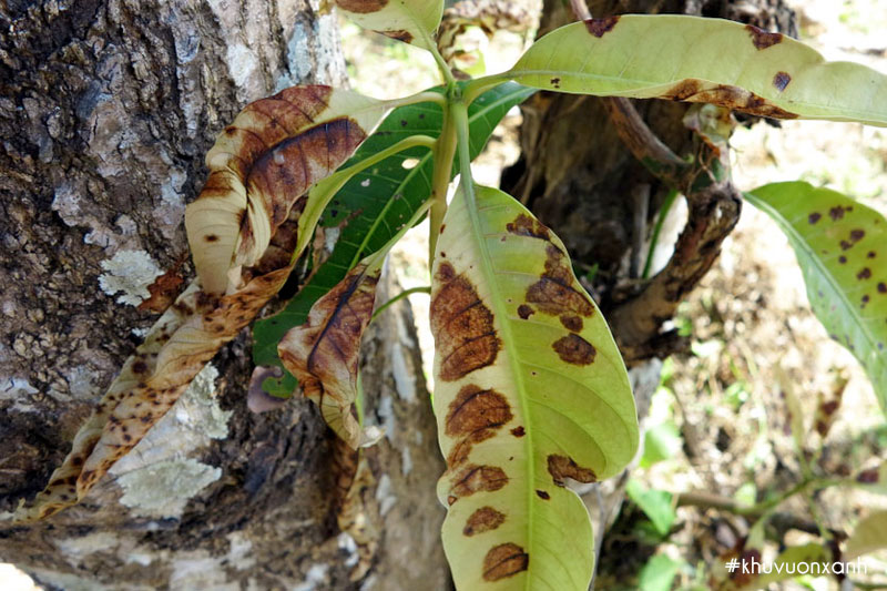 Bệnh thán thư trên Xoài do nấm Colletotrichum coccodes gây ra