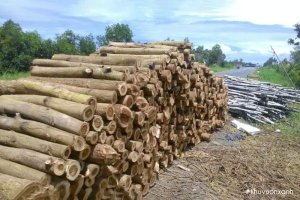 Các loại Cây lấy gỗ ở Việt Nam có giá trị kinh tế cao nhất hiện nay