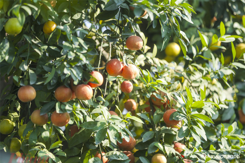 Cây chanh đào có tên khoa học là Citrus limonia