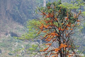 Cây Đại Khải (Rà Đẹt lửa, Tỏa toàn)