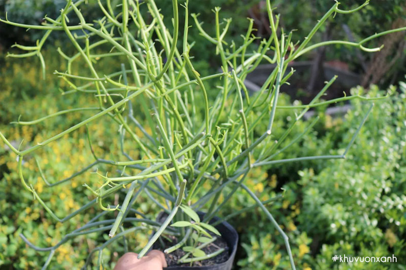 Cây Giao (cây Xương cá, cây xương khô) có tên khoa học là Euphorbia tirucalli