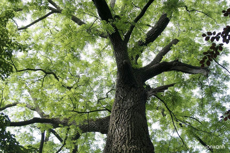 Cây gỗ Lim là loại cây gỗ quý thuộc nhóm II