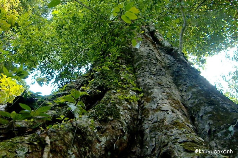 Cây gỗ nghiến thuộc nhóm IIA