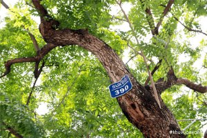 Cây Sưa đỏ - Huỳnh đàn lõi đỏ - Trắc thối lõi đỏ