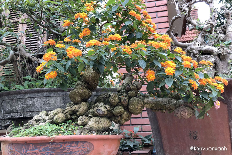 Cây hoa Ngũ sắc Bonsai cổ thụ