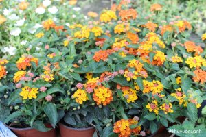 Hoa ngũ sắc - Những điều thú vị về đặc điểm, công dụng và cách chăm sóc