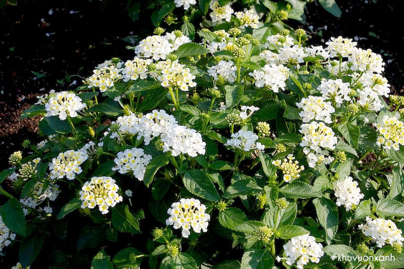 Cây hoa Ngũ sắc màu trắng