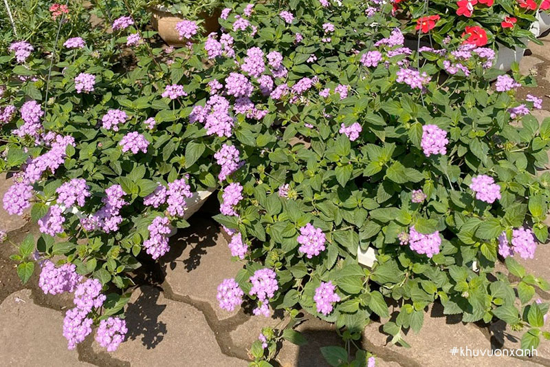 Hoa ngũ sắc tím rủ rất thích hợp trồng ban công