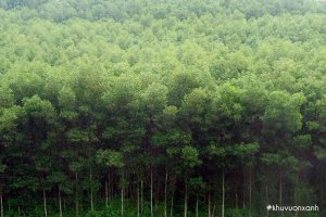 Cây Keo: Đặc điểm, phân loại, công dụng, kỹ thuật trồng và chăm sóc chi tiết