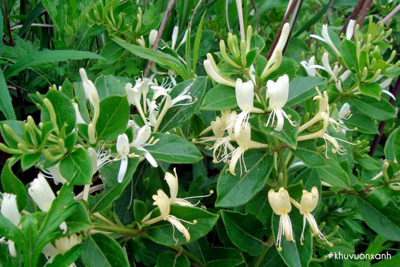 Cây Kim ngân hoa có tên khoa học là Flos Lonicerae