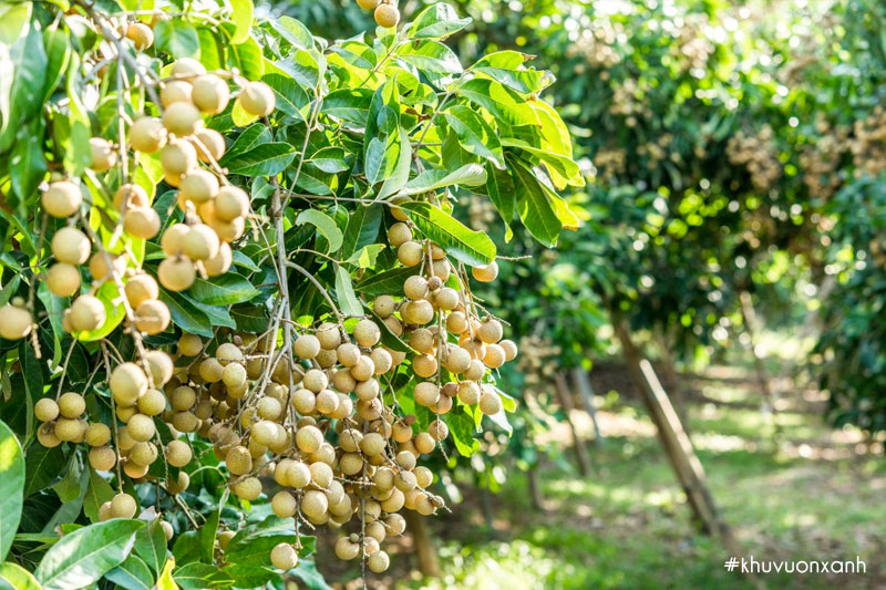 Cây Nhãn có tên khoa học là Dimocarpus Longan