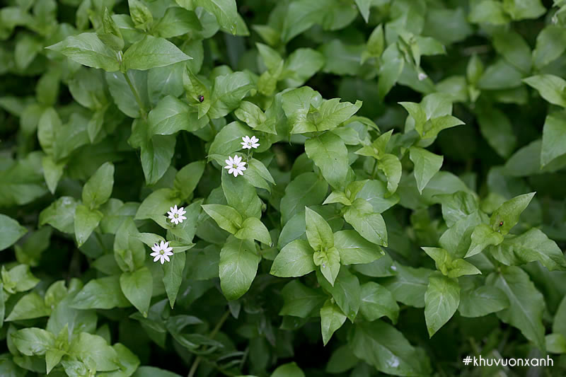 Cây rau xương cá có tên khoa học là Myosoton aquaticum