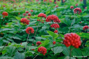 Cây Sâm Ngọc Linh - Dược liệu quý hiếm bậc nhất tại Việt Nam