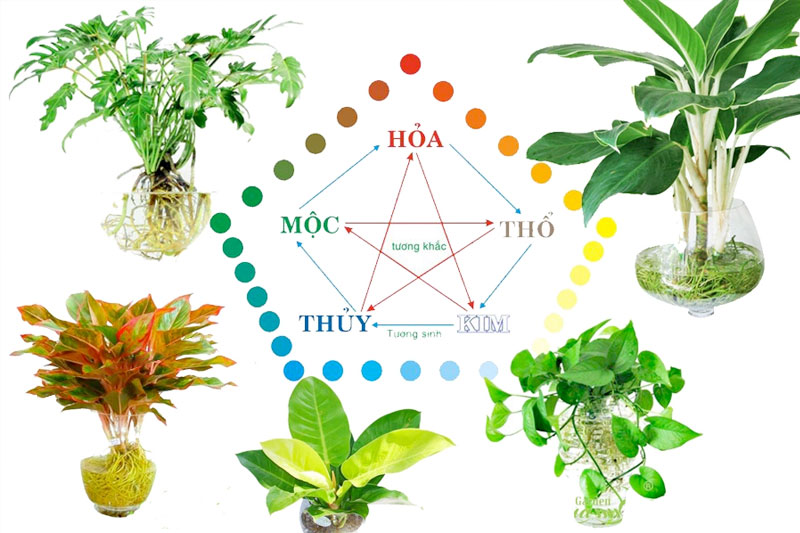 Cây thủy sinh hợp mệnh Mộc
