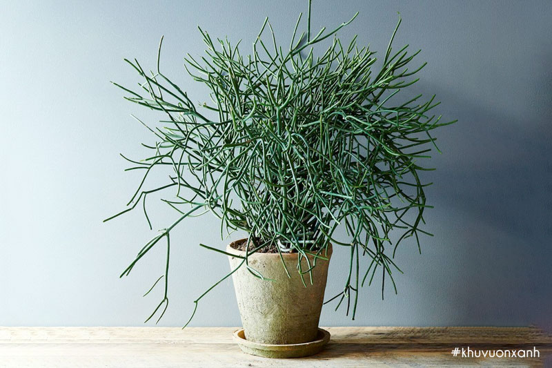 Cây xương cá còn được gọi là cây Xương khô