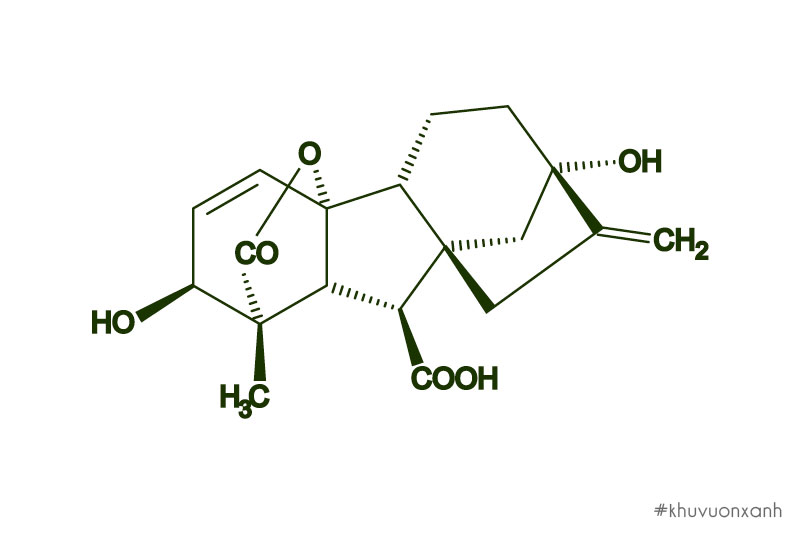 Công thức hóa học GA3(Acid Gibberellic)