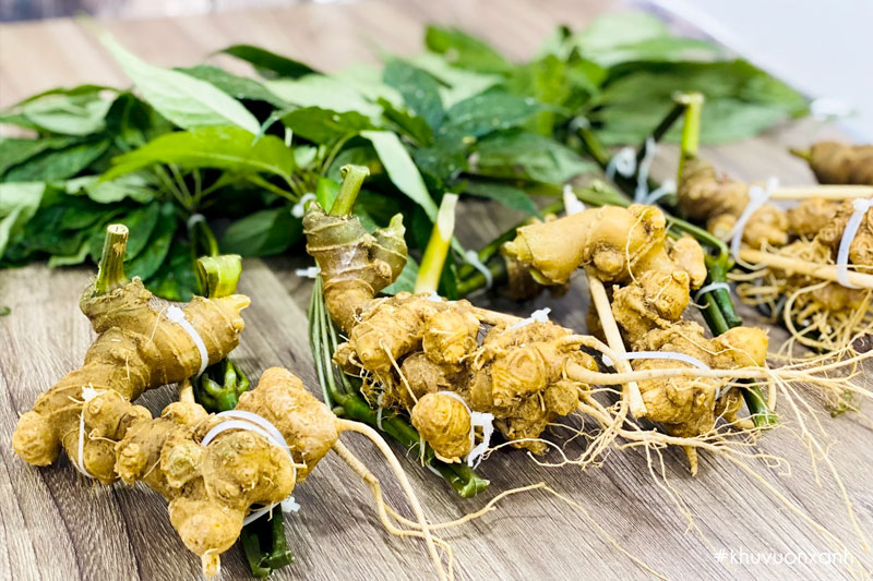 Củ sâm Ngọc Linh có giá bán rất cao