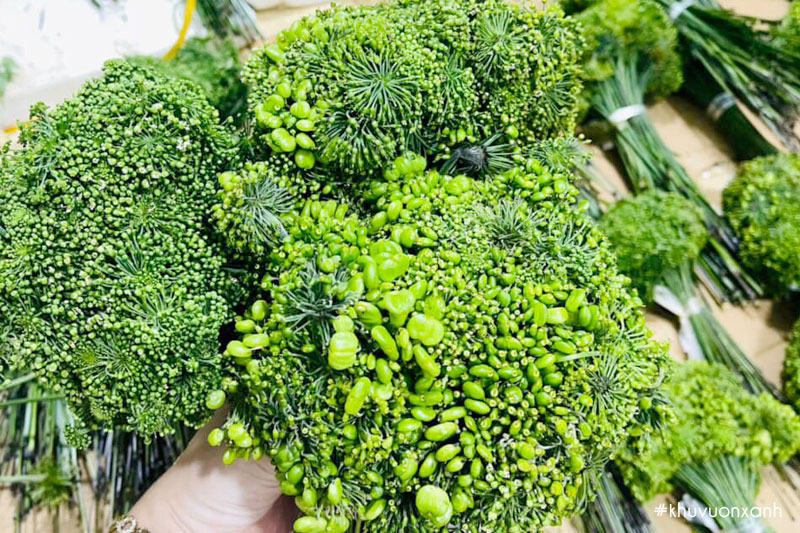 Hoa sâm Ngọc Linh có giá lên tới 8 triệu đồng/kg