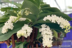 Kỹ thuật trồng và chăm sóc Lan Ngọc điểm ra hoa đẹp nhất