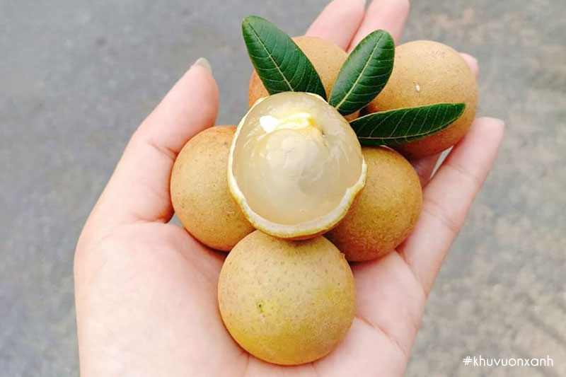 Nhãn xuồng cơm vàng rất thơm và ngọt cùi