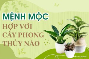 Người mệnh Mộc hợp cây gì, kỵ cây gì?