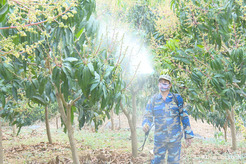 Phun thuốc đặc trị bệnh Thán thư trên Xoài