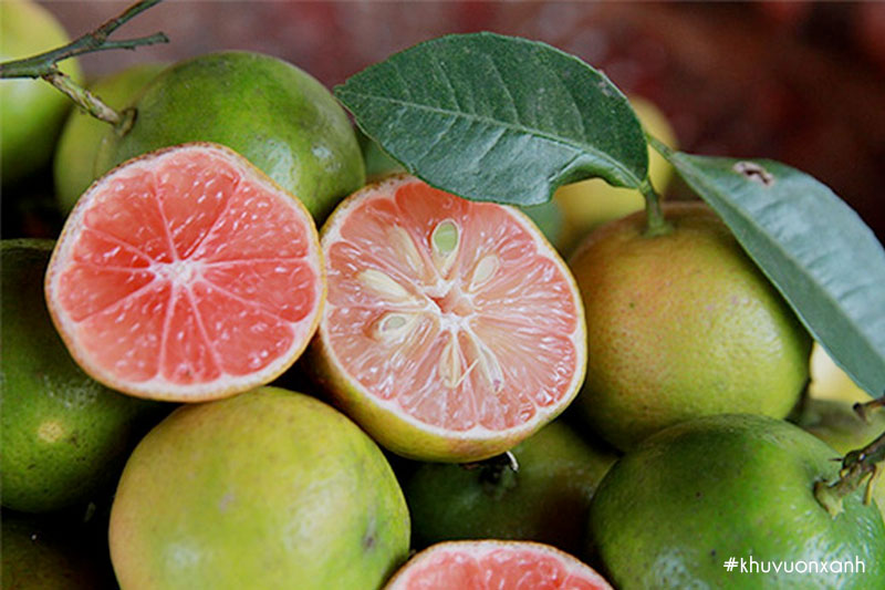 Quả Chanh đào có ruột màu hồng