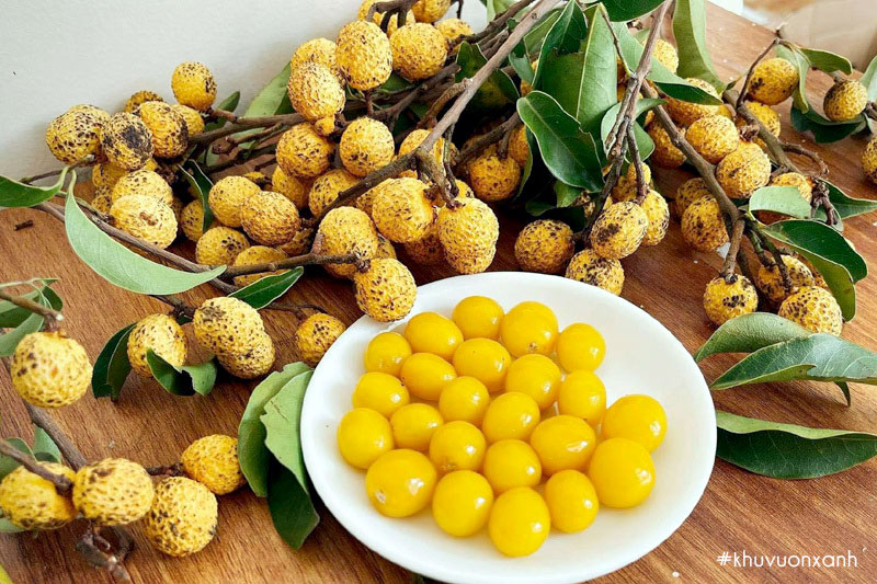 Quả nhãn rừng