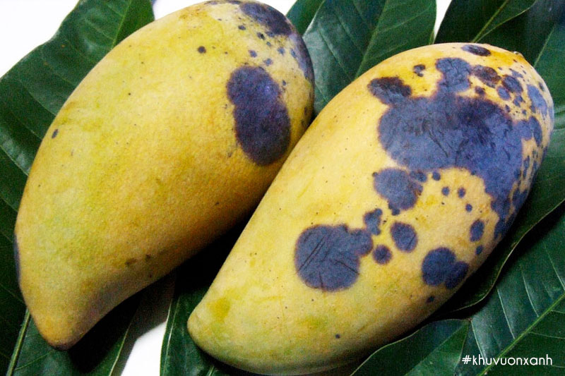 Quả xoài bị bệnh Thán thư