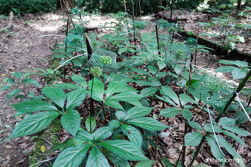Sâm Ngọc Linh Kontum - Báu vật giữa đại ngàn
