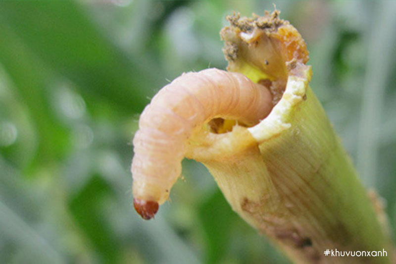 Cây bị sâu đục thân phá hoại