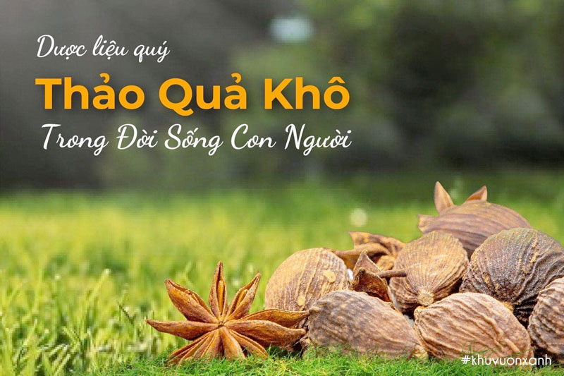 Thảo quả khô được xem là dược liệu quý chữa được một số bệnh