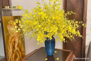 Cách cắm hoa lan Vũ nữ đẹp, tươi lâu