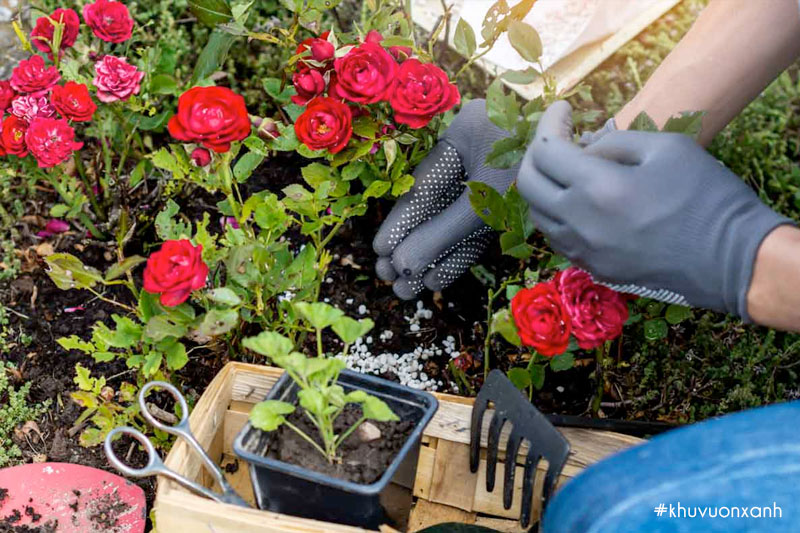 Cách chăm sóc, bón phân cho hoa hồng