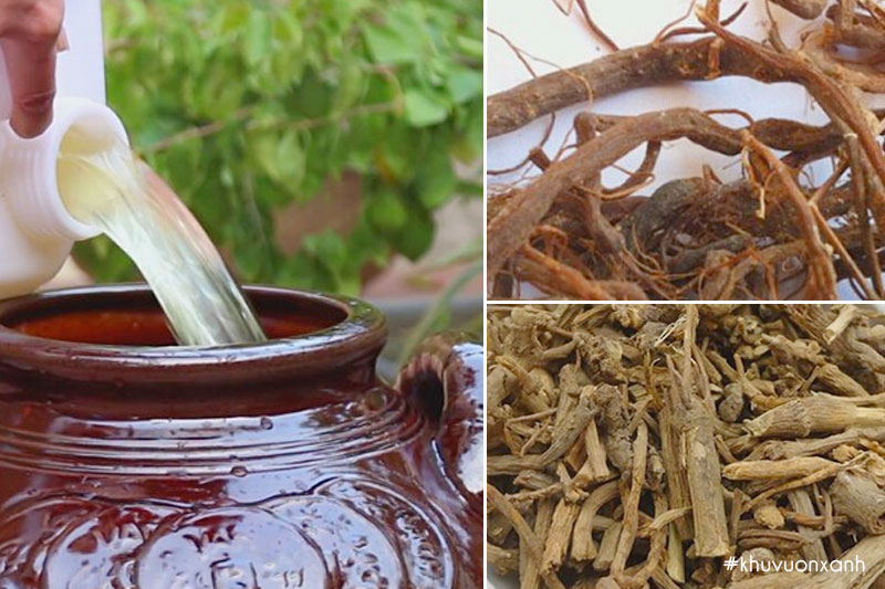 Cách ngâm rượu rễ cây Cỏ xước